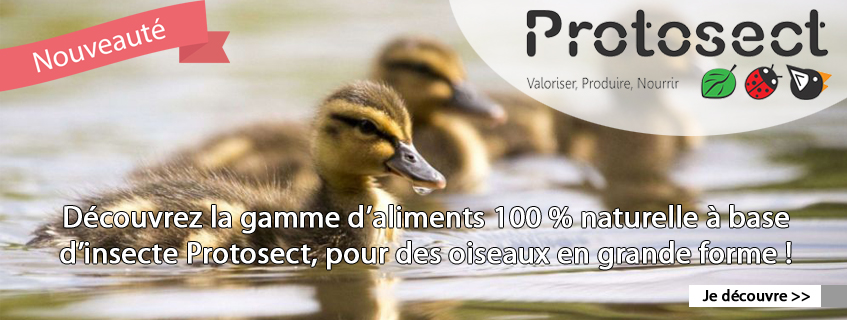 Des compléments alimentaires pour les appelants et chiens de chasse