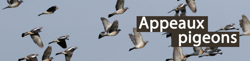 Appeaux pigeons