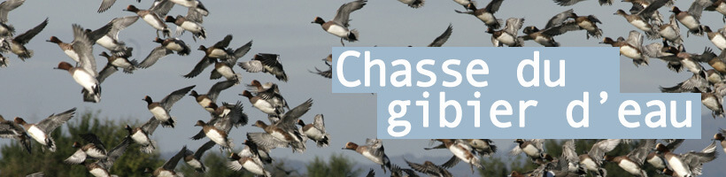 Chasse du gibier d'eau