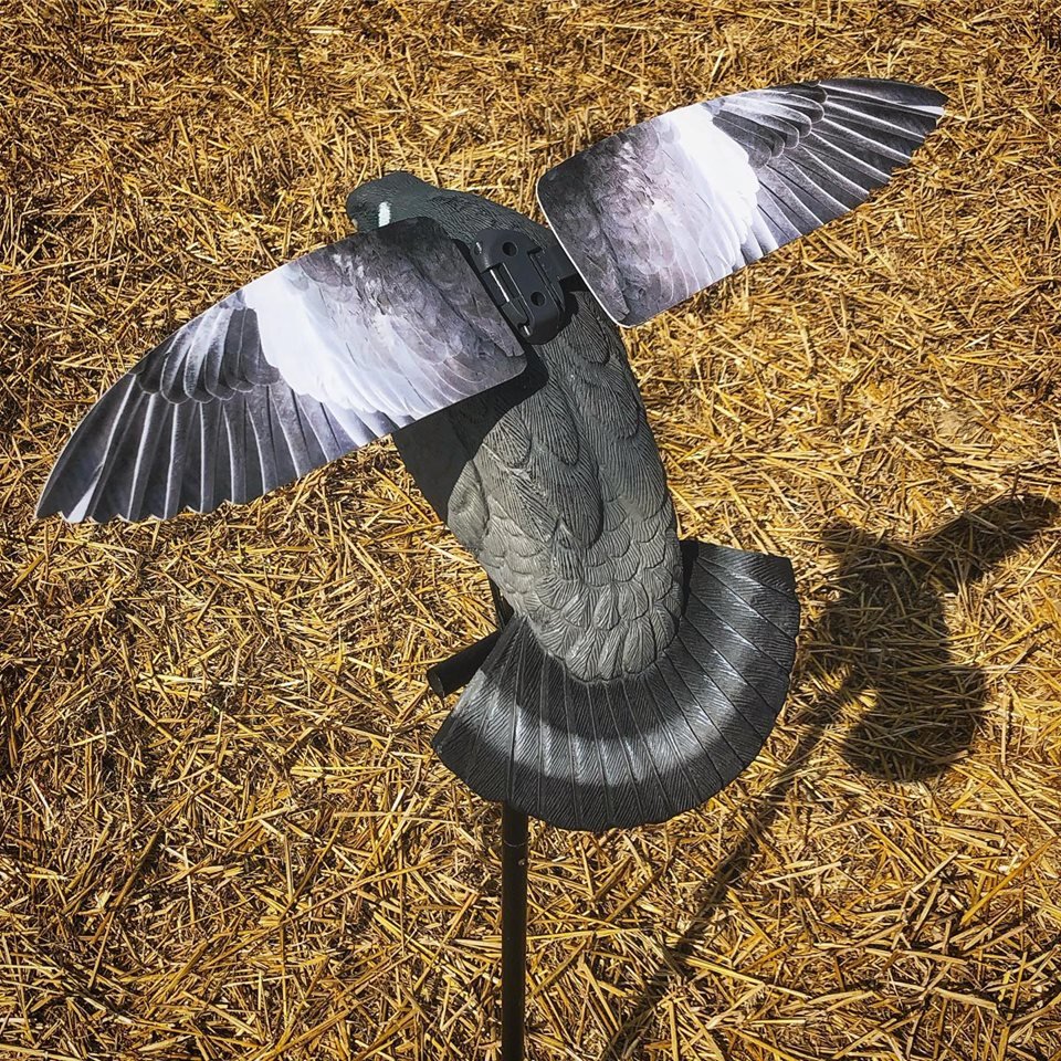 Faune En Vol Beauté Et Grâce Des Ailes De Papillon Battantes Une Beauté Ailée Battant Des Ailes Faune En Vol Beauté Et Grâce Des Ailes De Papillon Battantes Une Beauté Ailée Battant Des Ailes