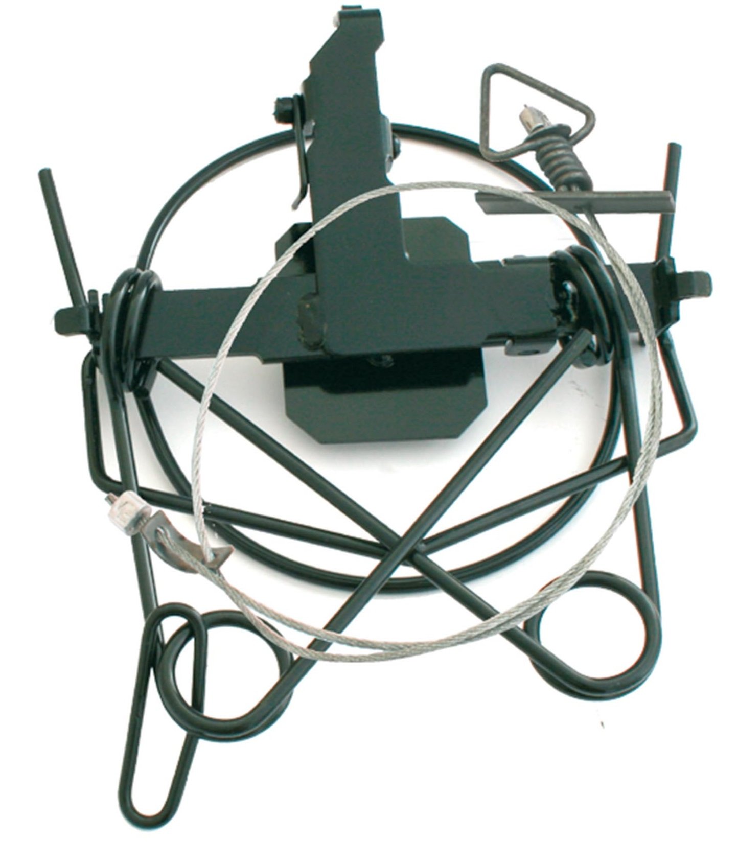 puma lacet sur le cote