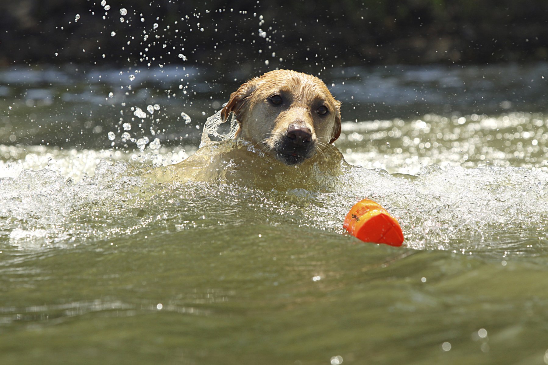 Apportable orange 20 cm pour chien 12768