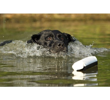 Apportable noir et blanc en canva 25 cm pour chien 