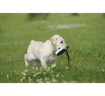 Apportable noir et blanc en canva 20 cm pour chiot