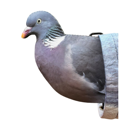Pack 10 appelants pigeons AéroFlex HD