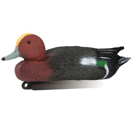 Appelant canard siffleur mâle