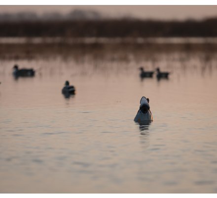 Appelant colvert flottant au gagnage Flicker Tail HD Lucky Duck