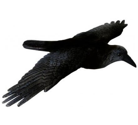 Appelant corbeau à ailes déployées