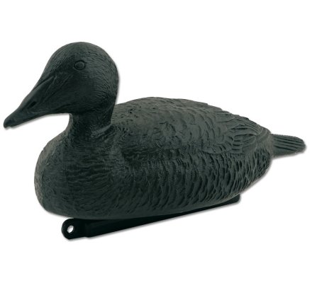 Appelant eider noir