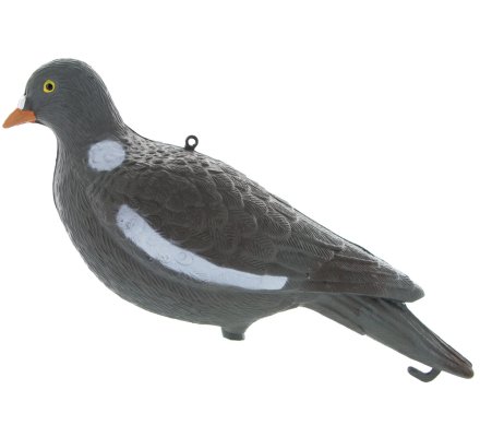 Appelant pigeon ramier sans pattes