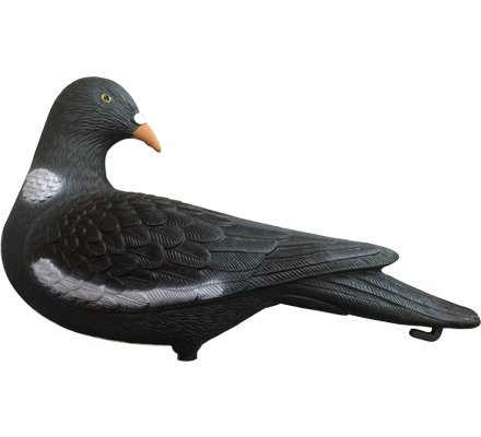 Appelant pigeon ramier classique tête tournée