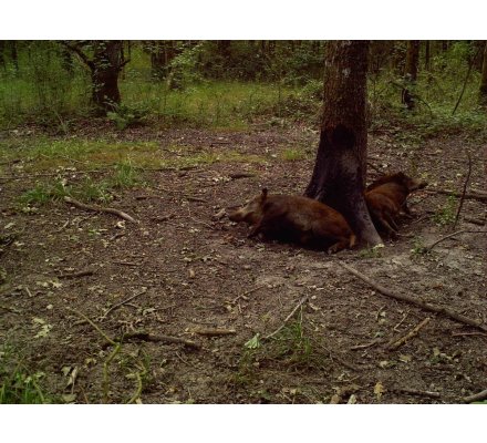Attractant sanglier tout temps Blackvit x8 VITEX