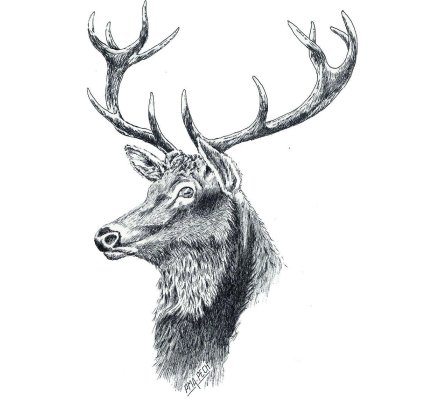 Autocollant cerf 