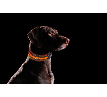 Collier lumineux rechargeable pour chiens EYENIMAL
