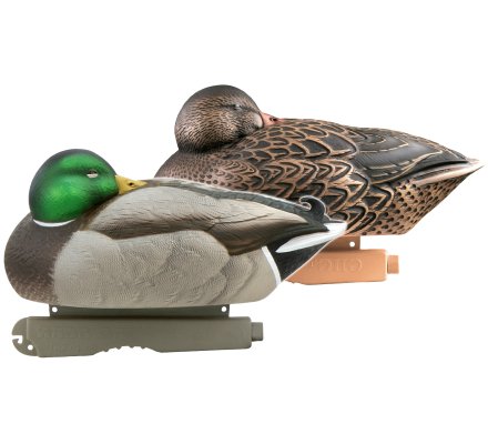 Couple de canards colverts dormeur HD GHG