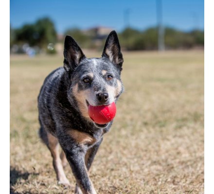 Jouet pour chien rouge KONG Ball 