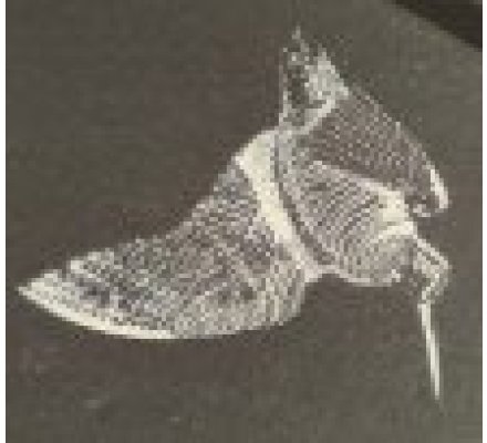 Présentoir ardoise Bécasse LOVERGREEN