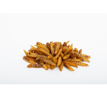 Larves entières soufflées pour oiseaux de toutes tailles 1,5 kg