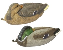 Appelant couple colvert dormeur