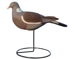 Appelant pigeon droit HD 