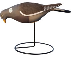 Appelant pigeon au gagnage HD 