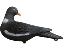 Appelant pigeon ramier sans pattes tête tournée