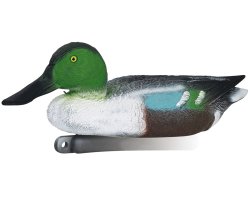 Appelant canard souchet mâle