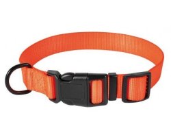 collier pour chien