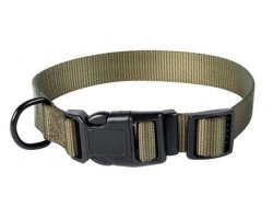 collier pour chien
