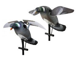 Lot pigeon hd lucky duck