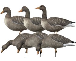 oie cendrée à pattes full HD XTREM MIGRATEURS