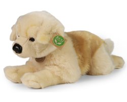 golden retriever 39 cm
