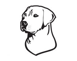 Autocollant chien chasse Labrador