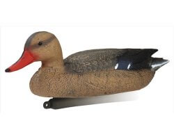 Appelant canard colvert femelle