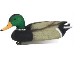 Appelant canard colvert mâle