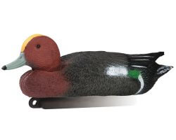 Appelant canard siffleur mâle
