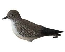 appelant_pluvier_limicole_cote_chasse