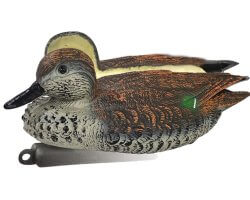 Appelant canard sarcelle femelle moussé 