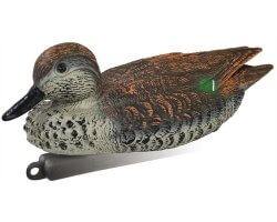 Appelant canard sarcelle d'hiver femelle