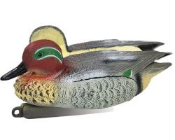 Appelant canard sarcelle mâle moussé 