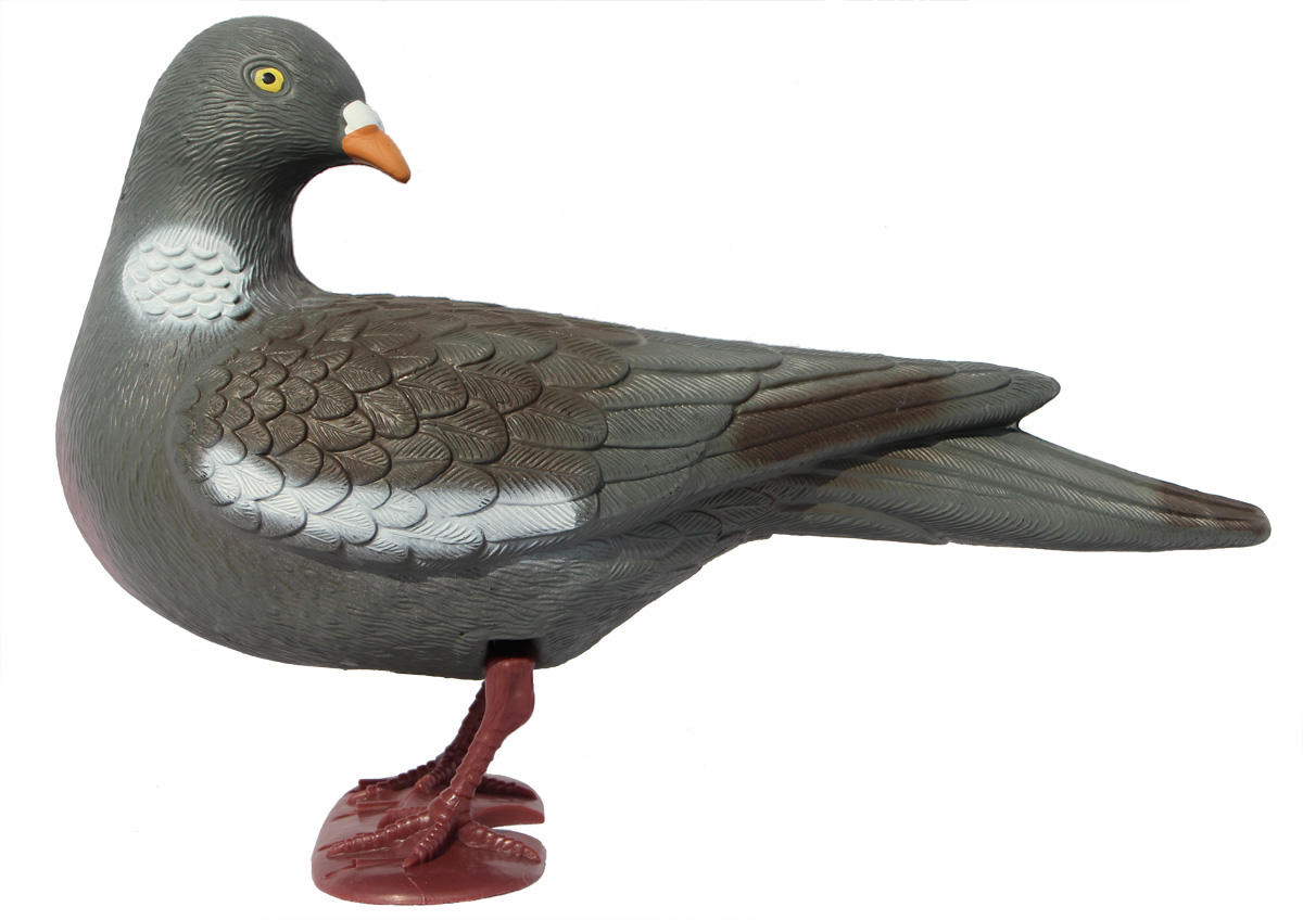 Pigeon Ramier Avec Pattes Tete Tournee 5106