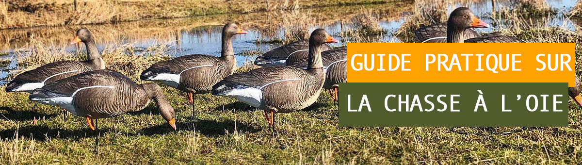 Conseils et équipements essentiels pour la chasse à l’oie