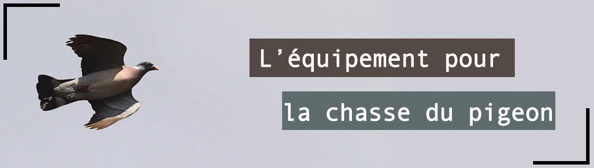 Chasse du pigeon