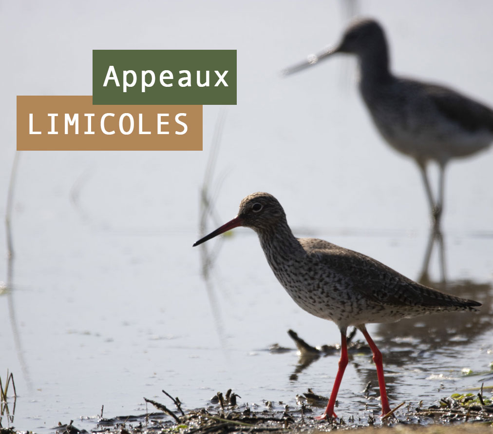 Appeaux limicoles