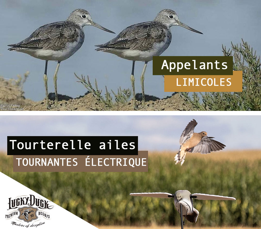 Blettes de limicoles