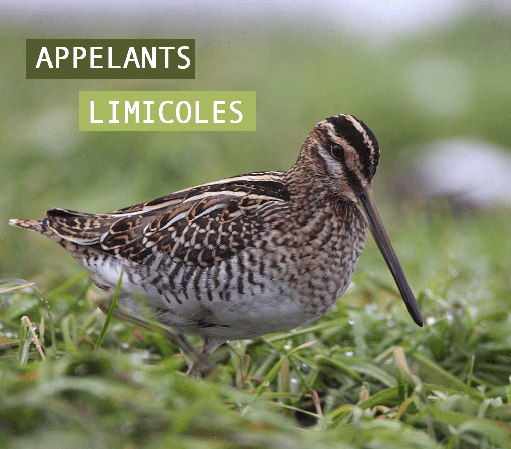 Blettes de limicoles