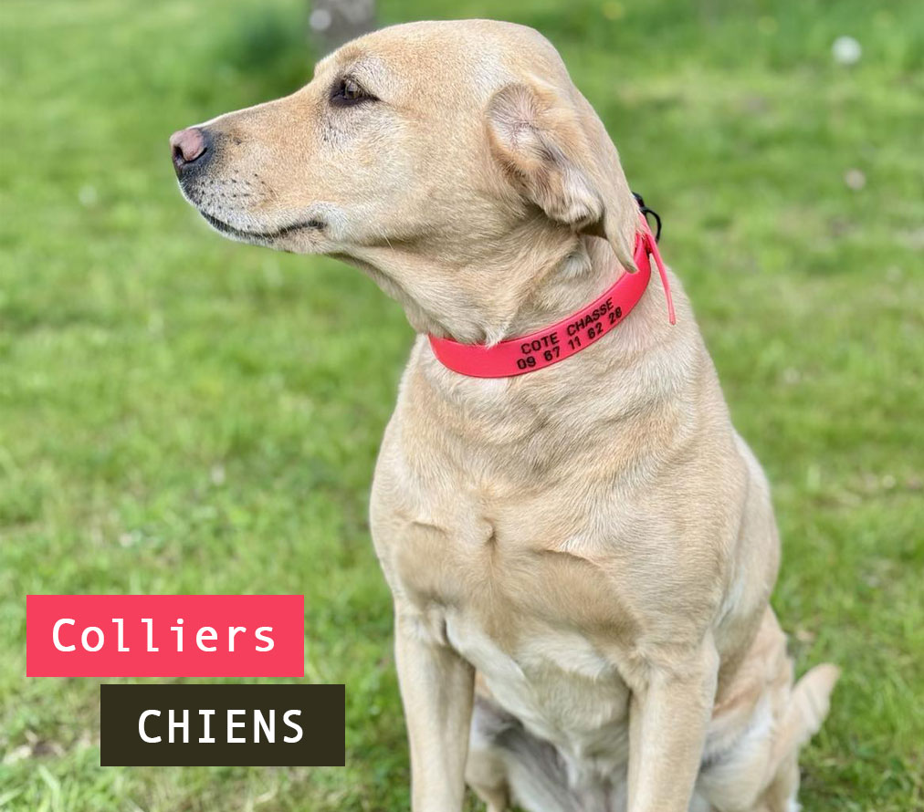 Colliers chiens chasse