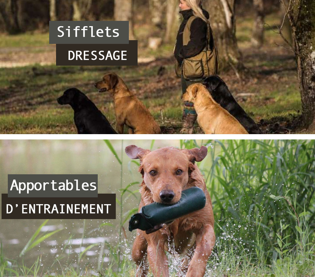 Dressage chien chasse