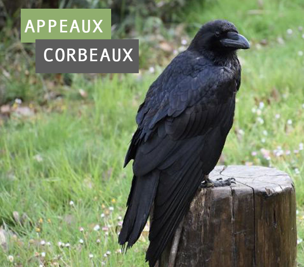 Appeaux corbeaux