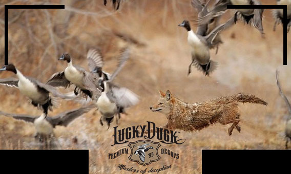 Appeaux appelants Lucky DUck